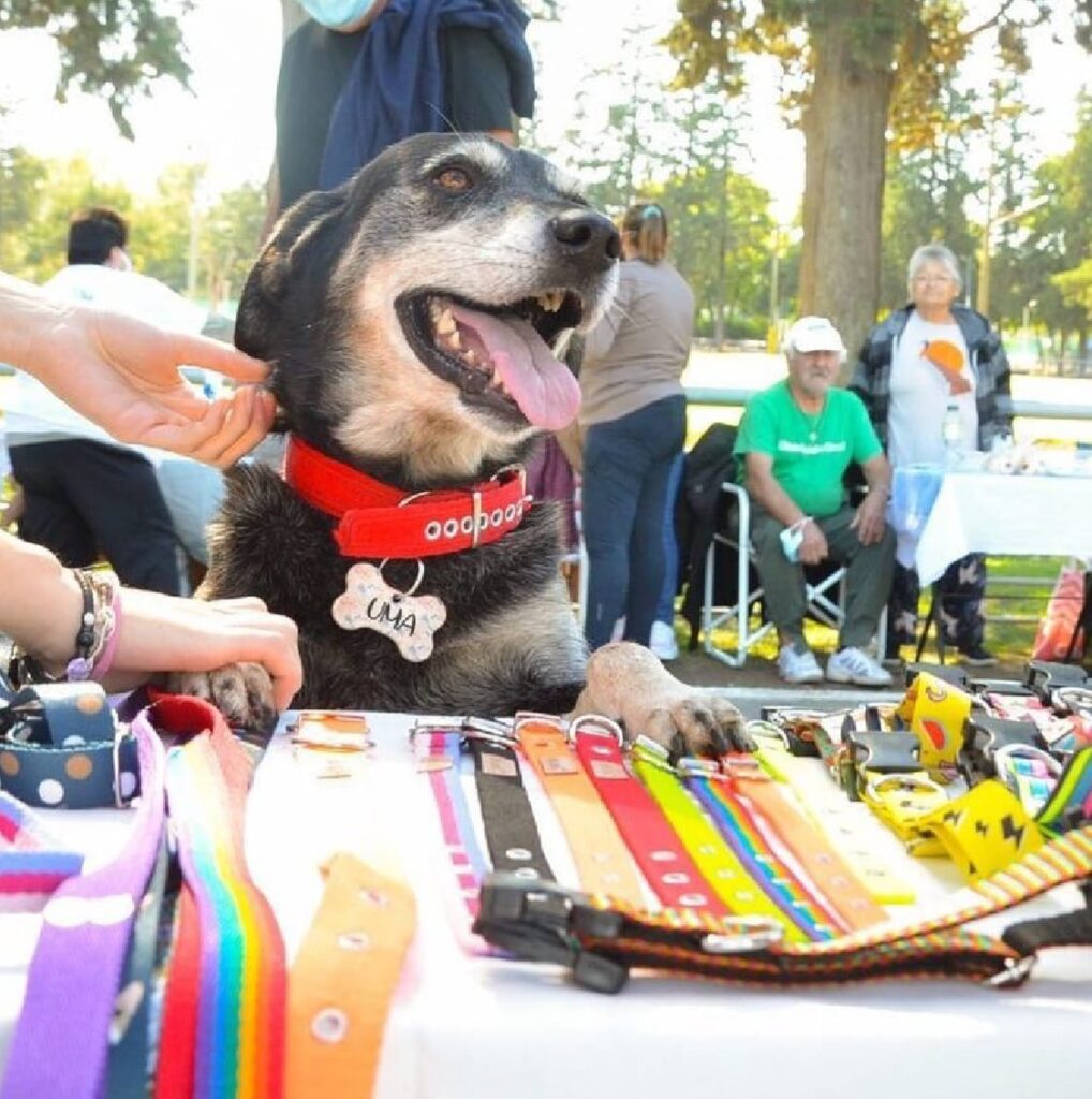 Vuelve la feria mascotera en el “Venite al Parque” del domingo