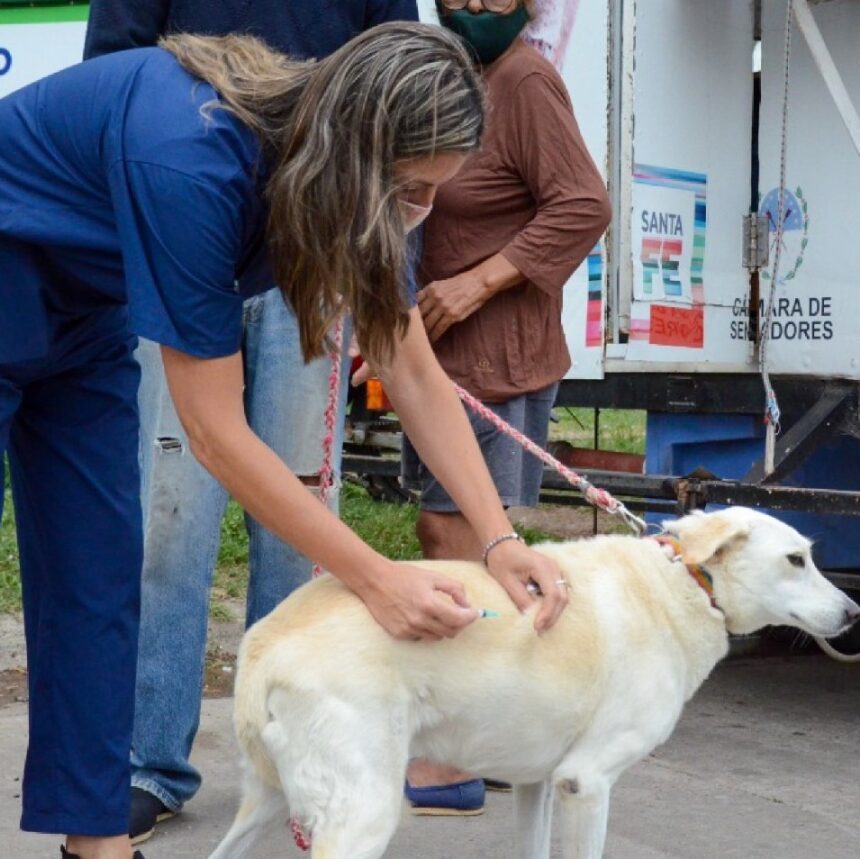 Salud animal: jornada de vacunación antirrábica en barrio Santa Fe