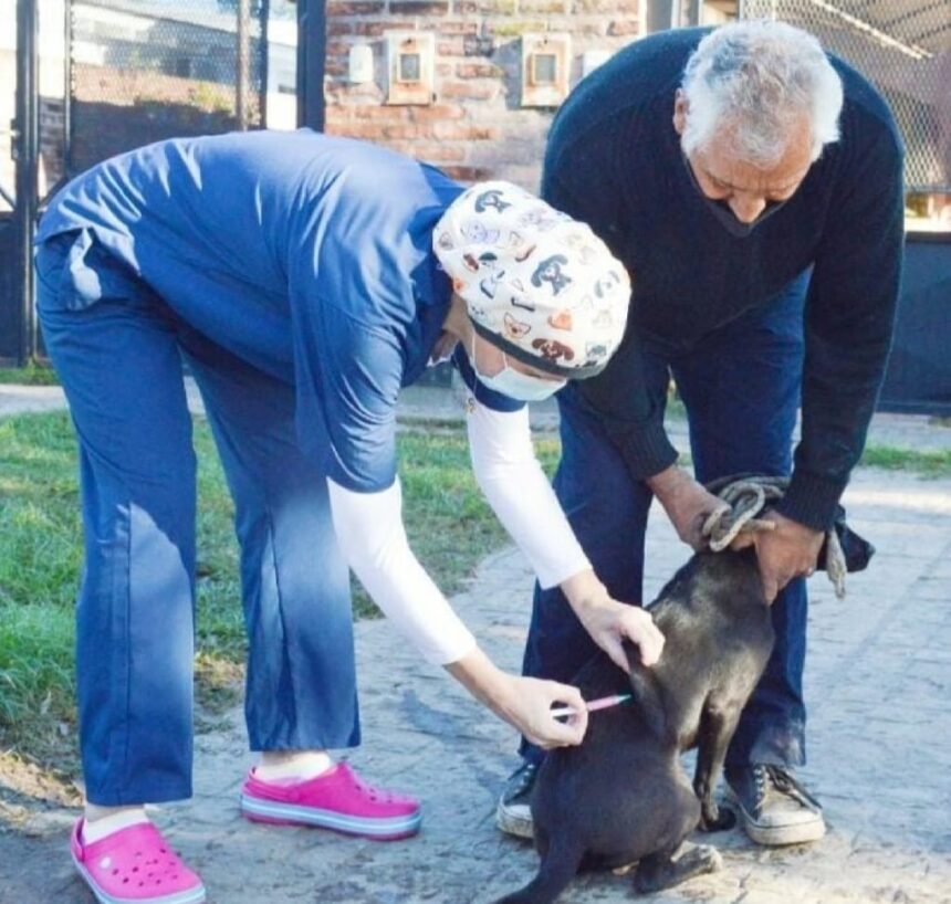 Salud Animal: el Municipio activa la vacunación antirrábica en los barrios Favaloro y Santa Rosa