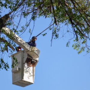 El Gobierno municipal avanza con distintas tareas en los espacios públicos