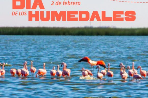En el Día de los Humedales el Gobierno Municipal prepara un avistaje de aves en La Laguna el Hinojo