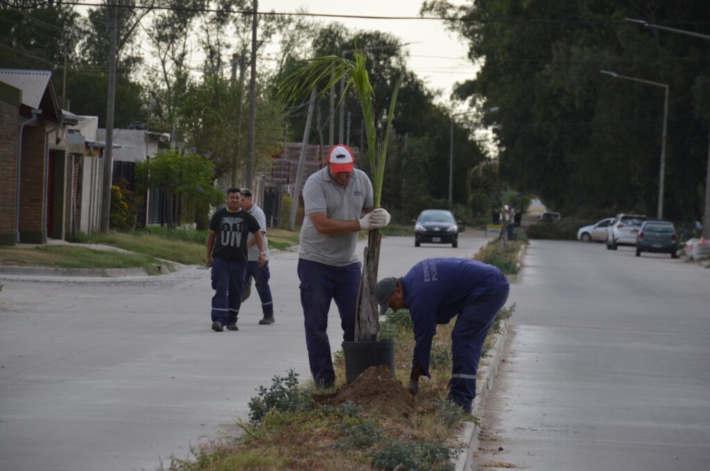Plantación en canteros de Laprida, desde Cavanagh hasta Amincton