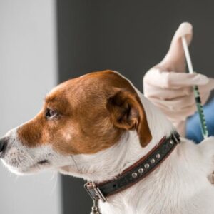 Operativo de vacunación antirrábica en un sector del barrio Centro Operativo de vacunación antirrábica en un sector del barrio Centro