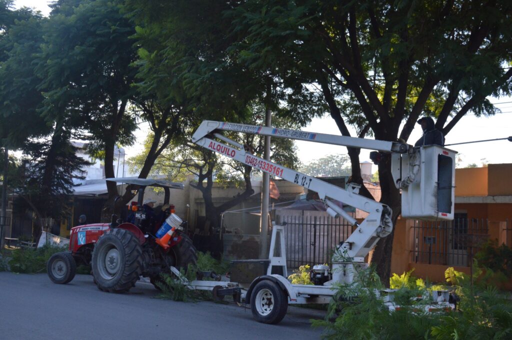 El Gobierno Municipal avanza con trabajos de poda y mantenimiento del arbolado público