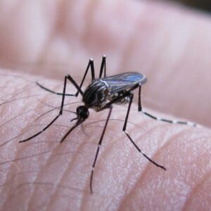 Campaña de cuidados y prevención contra el dengue
