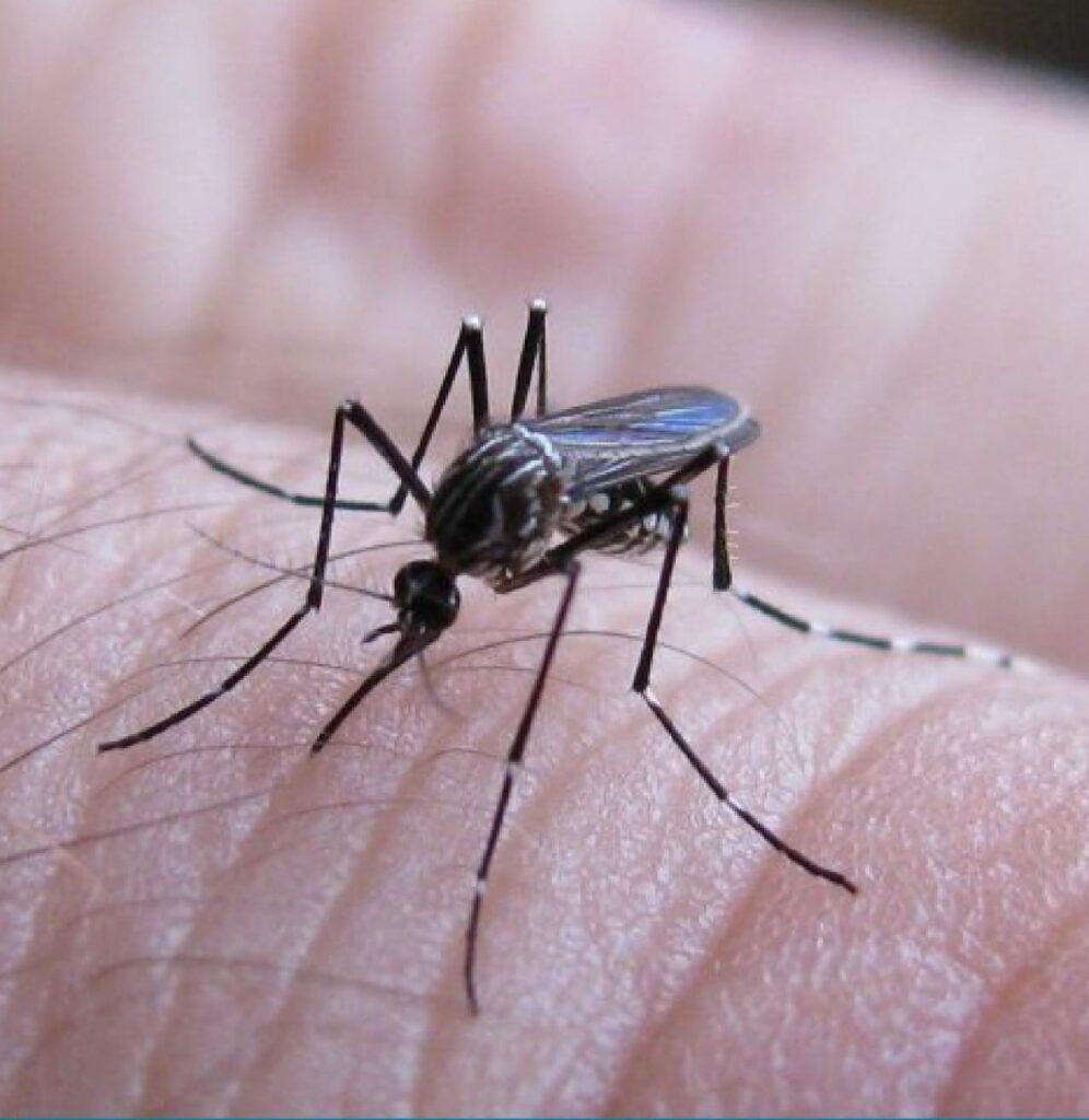 Campaña de cuidados y prevención contra el dengue
