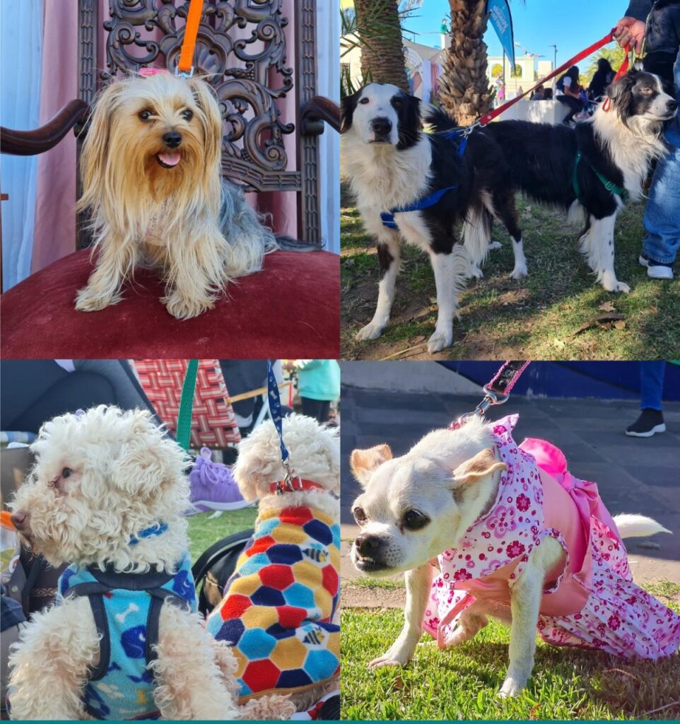 Este domingo en plaza Italia: el Municipio realizará el festival y desfile de mascotas