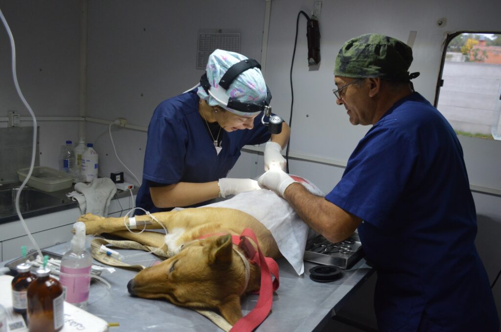 Jornadas de salud animal con buena respuesta en barrio Villa Casey