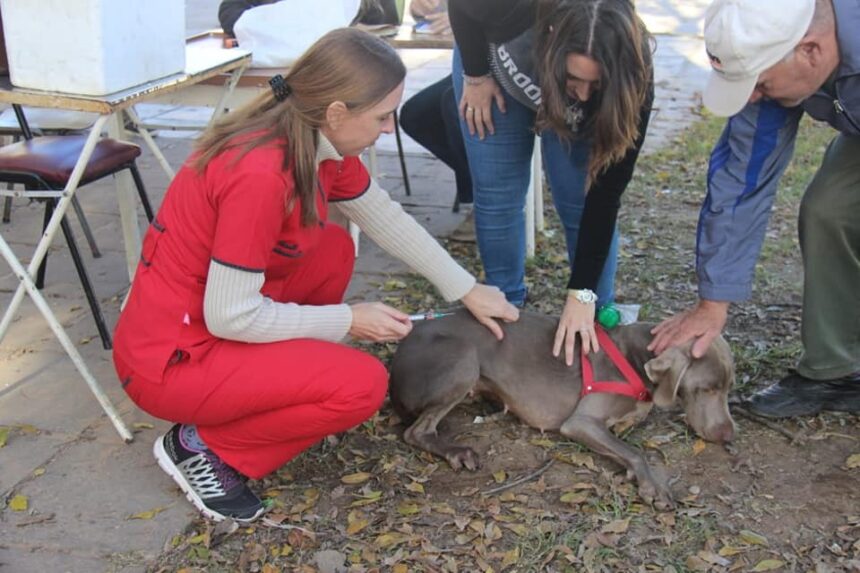 El Gobierno de Venado Tuerto sigue prestando servicios gratuitos de salud animal