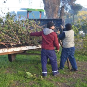 Cuadrillas municipales avanzan con tareas de poda y desmalezado en barrios y plazas Cuadrillas municipales avanzan con tareas de poda y desmalezado en barrios y plazas