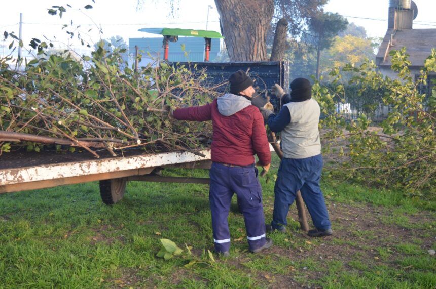 Cuadrillas municipales avanzan con tareas de poda y desmalezado en barrios y plazas