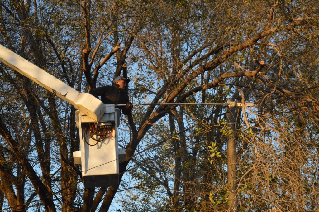 Los equipos municipales intensifican las tareas de poda y limpieza