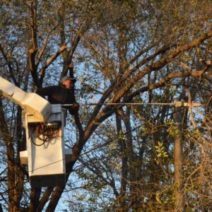 Los equipos municipales intensifican las tareas de poda y limpieza Los equipos municipales intensifican las tareas de poda y limpieza
