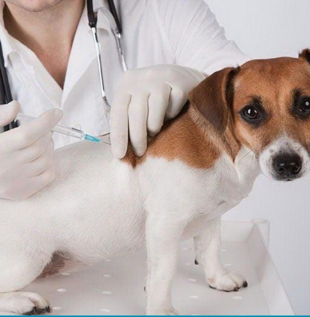 Vacunación y campañas preventivas: balance del Imusca en el Día Mundial de la Zoonosis
