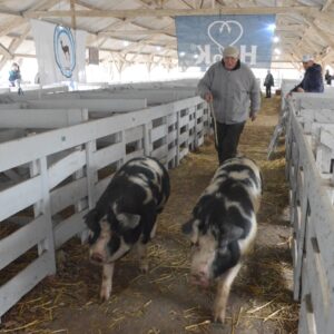 Jura de clasificación de porcinos en el sector de animales