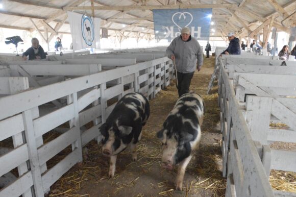 Jura de clasificación de porcinos en el sector de animales