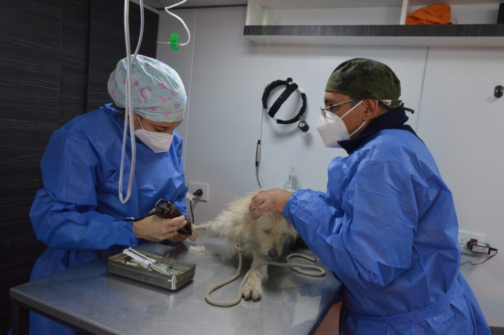 Salud Animal: el Quirófano Móvil Municipal debutó con más de 100 operaciones en tres barrios