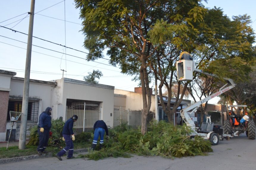 Mantenimiento de la ciudad: aumentan los trabajos de desmalezado, poda y limpieza