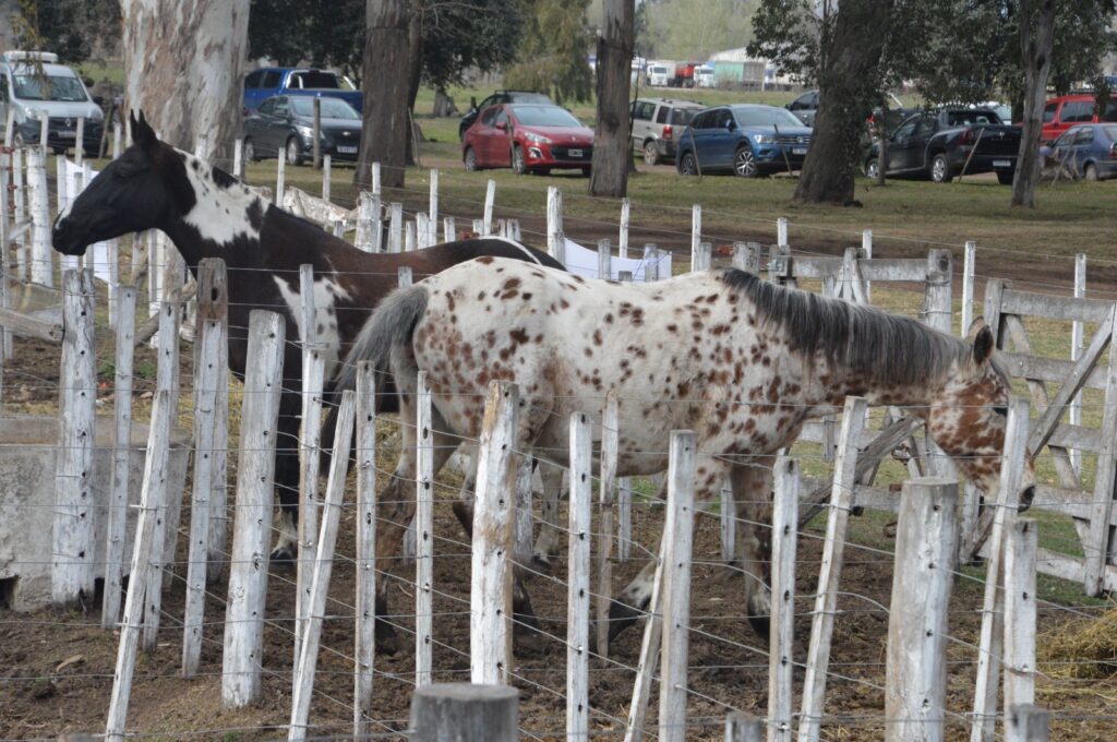 Muestra de caballos criollos en la pista central