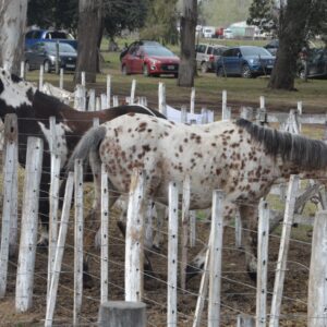 Muestra de caballos criollos en la pista central