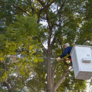 Intenso trabajo de poda y mantenimiento en distintos puntos de la ciudad Intenso trabajo de poda y mantenimiento en distintos puntos de la ciudad