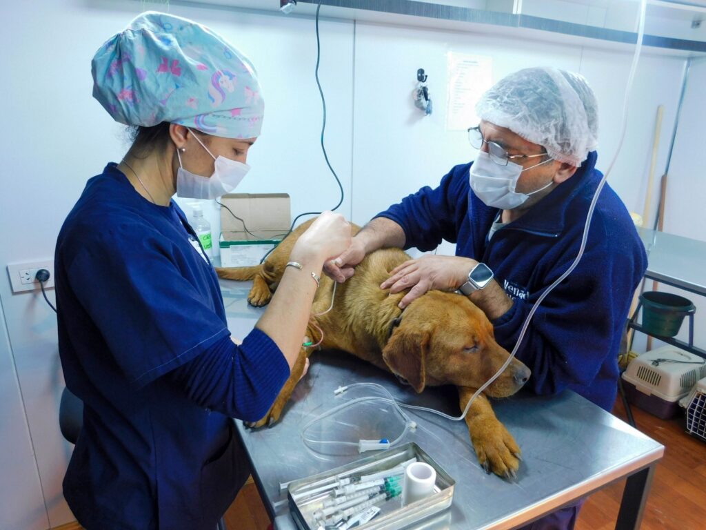 El Quirófano Móvil prestó servicios de salud animal en el espacio comunitario de Maná