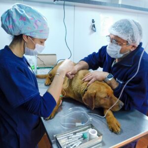 El Quirófano Móvil prestó servicios de salud animal en el espacio comunitario de Maná