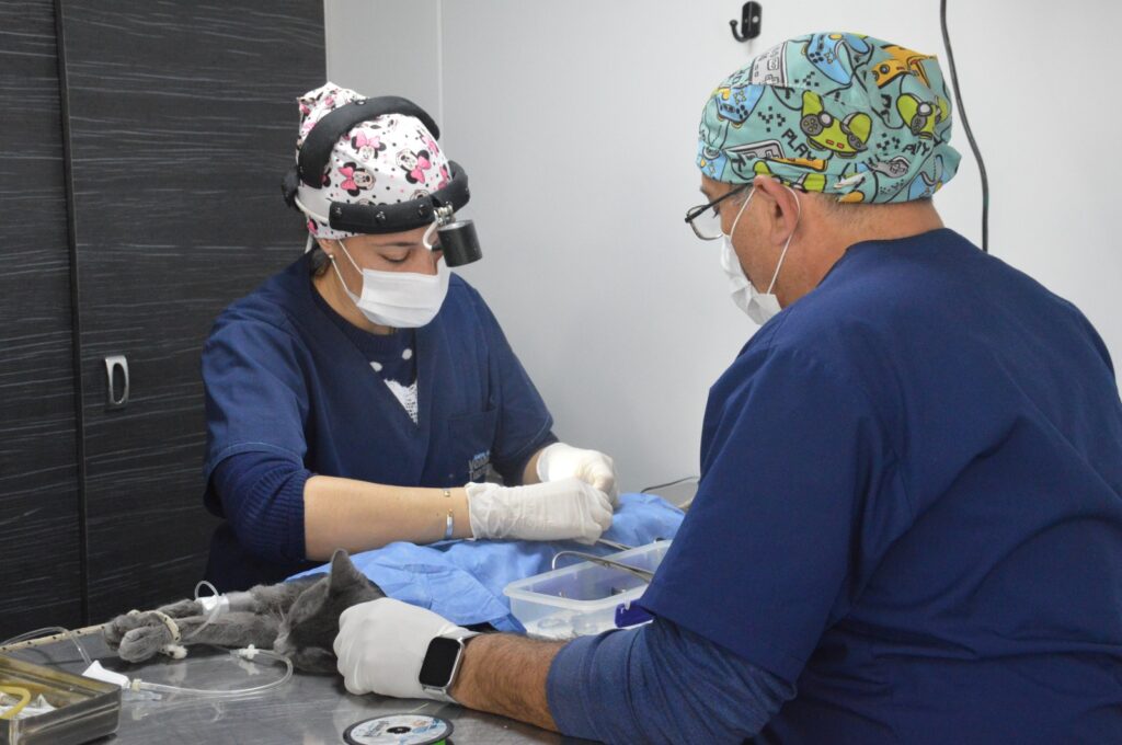 Salud Animal: el Quirófano Móvil Municipal pasó por el barrio San Vicente con vacunación y castraciones