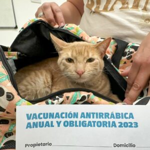 Positiva jornada de vacunación antirrábica en diferentes veterinarias de la ciudad