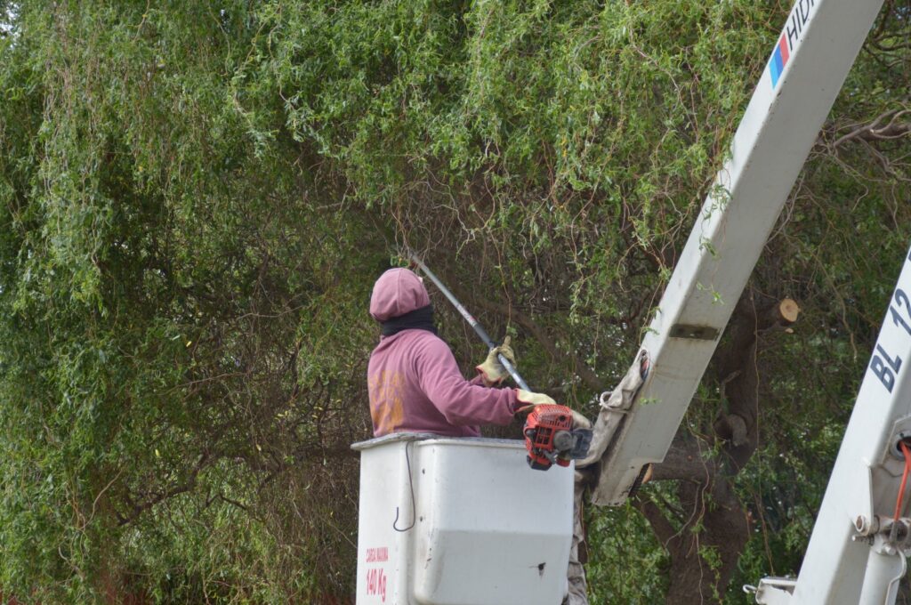 Las cuadrillas municipales refuerzan los trabajos de poda y desmalezado