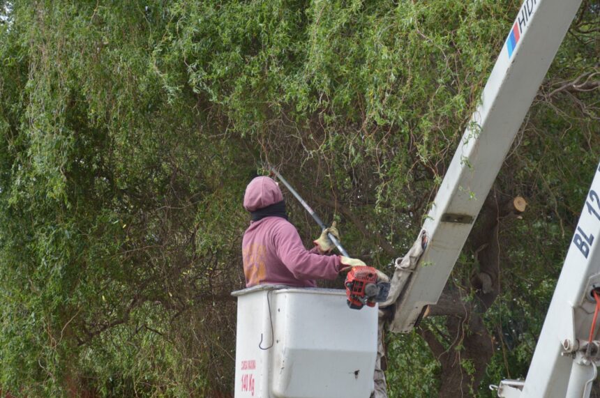 Las cuadrillas municipales refuerzan los trabajos de poda y desmalezado