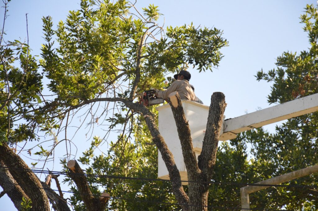 Trabajos de poda en barrio Los Robles