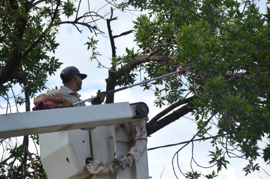 El Gobierno Municipal refuerza los trabajos de poda