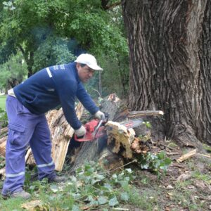 Cuadrillas municipales realizan poda en árboles afectados por la tormenta