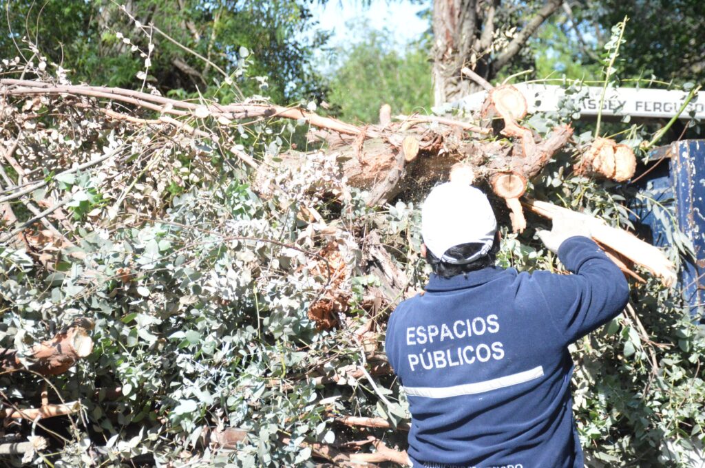 Intensifican los trabajos de poda y desmalezado