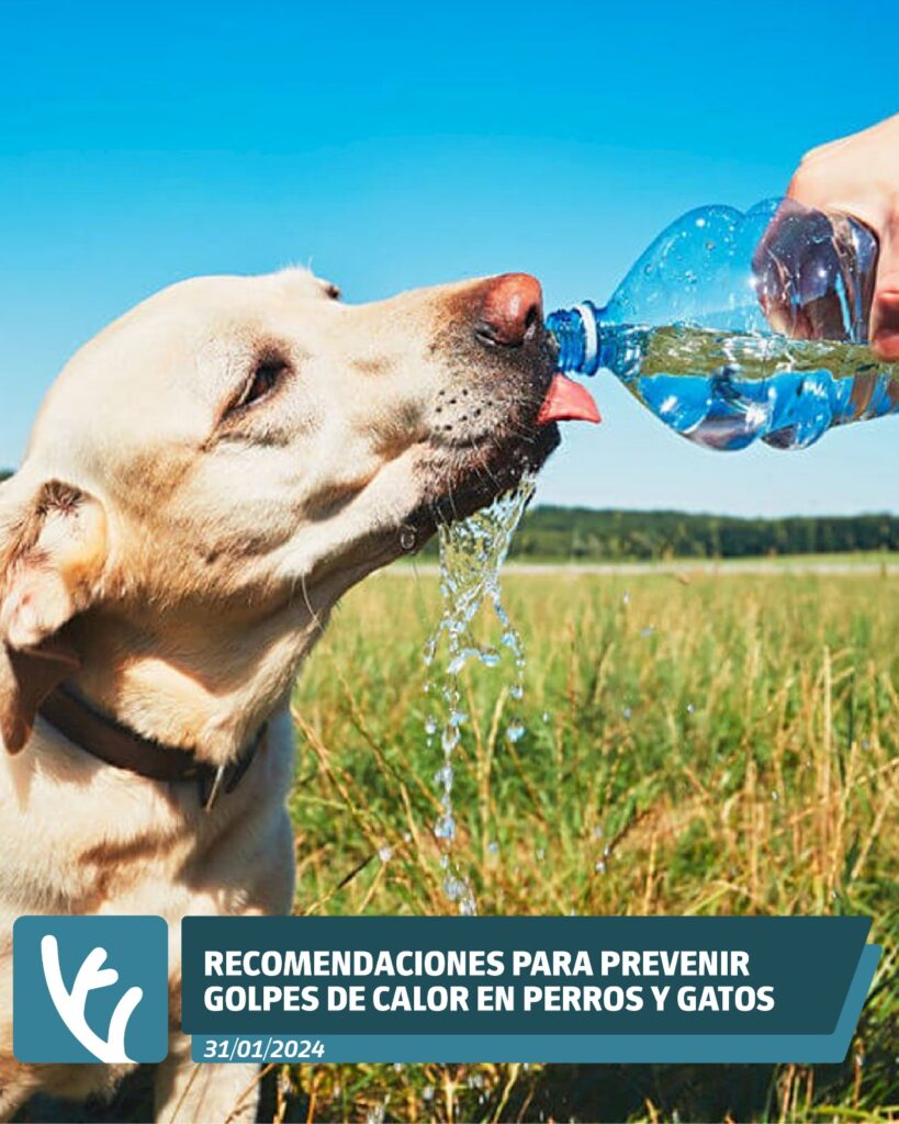 Recomendaciones para prevenir golpes de calor en perros y gatos