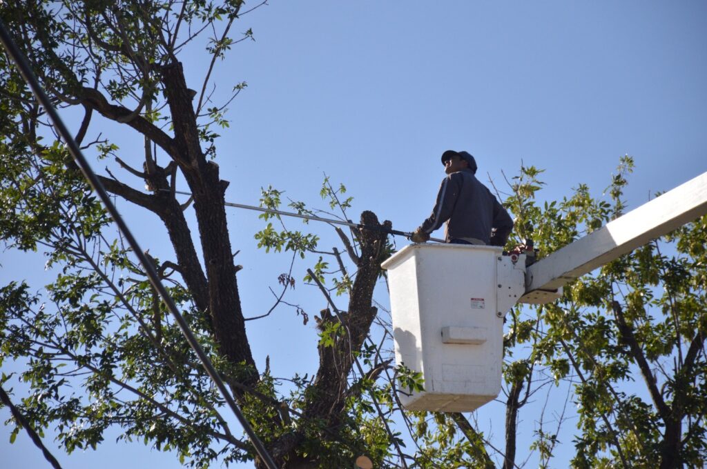 Cuadrillas municipales refuerzan los trabajos de poda