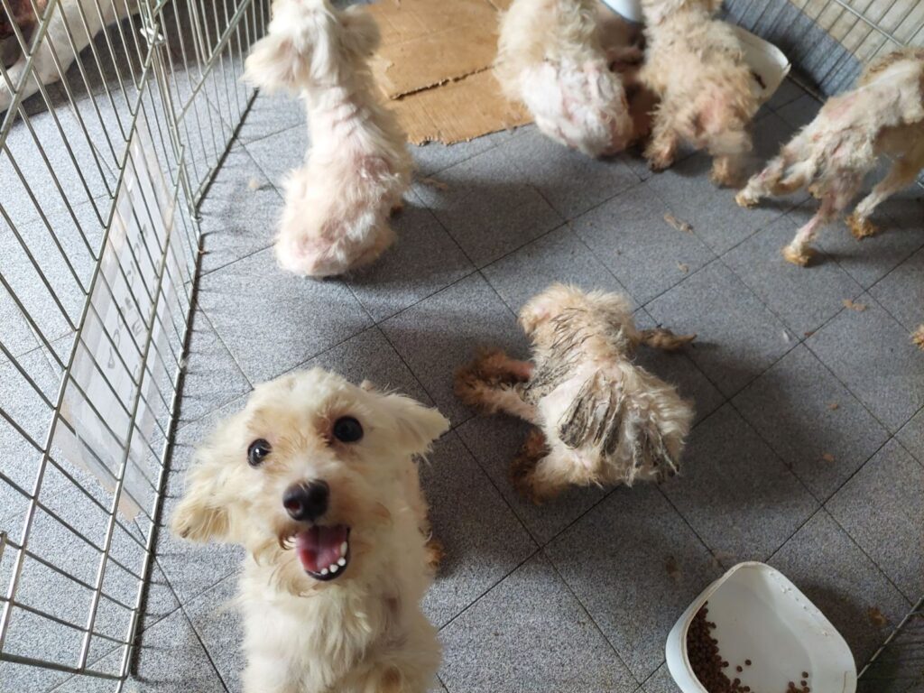 Caniches rescatados. Chiarella anunció que se iniciarán actuaciones judiciales por maltrato animal
