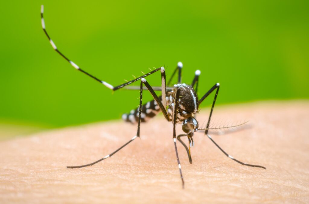 Dengue y Chikungunya: recomendaciones para prevenir el desarrollo del mosquito transmisor