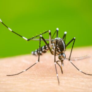 Dengue y Chikungunya: recomendaciones para prevenir el desarrollo del mosquito transmisor