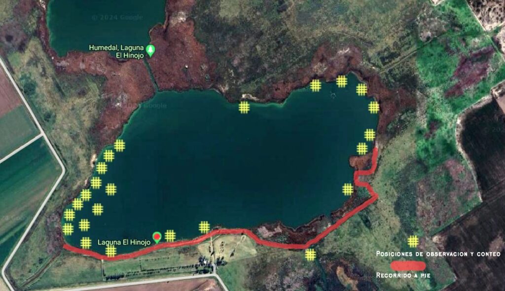La laguna El Hinojo se sumó al Censo Neotropical de Aves Acuáticas