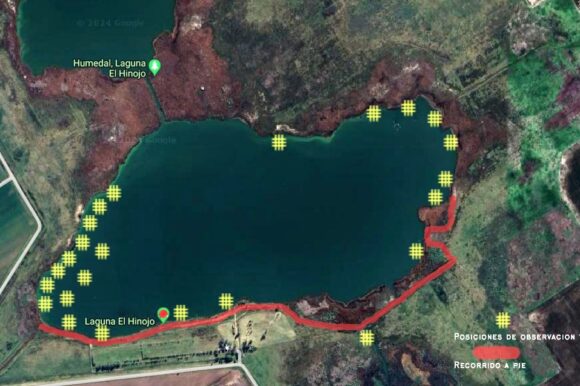 La laguna El Hinojo se sumó al Censo Neotropical de Aves Acuáticas