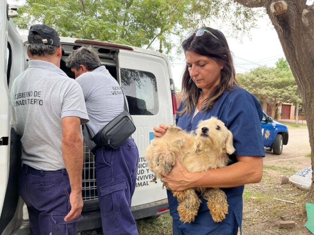 Maltrato animal: Rescataron a otros 11 perros que convivían “acumulados” en un departamento