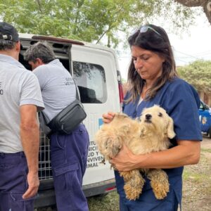 Maltrato animal: Rescataron a otros 11 perros que convivían “acumulados” en un departamento
