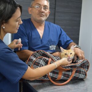 “Orejas Verdes”: se esterilizaron casi 100 mascotas en el mes de marzo