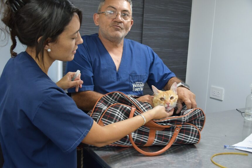 “Orejas Verdes”: se esterilizaron casi 100 mascotas en el mes de marzo