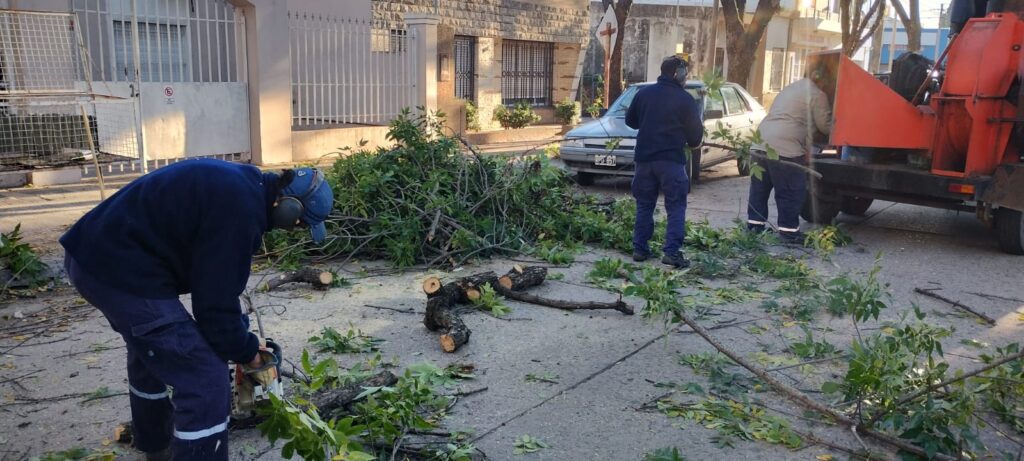 Trabajos de poda y corte de raíces en distintas calles