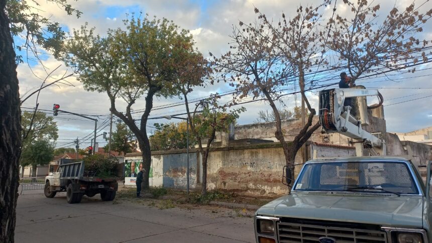 Poda lineal en el tramo de España de Rivadavia a Roca Poda lineal en el tramo de España de Rivadavia a Roca