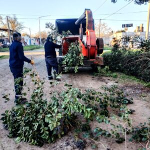 Cuadrillas municipales avanzan con trabajos de poda y desmalezado