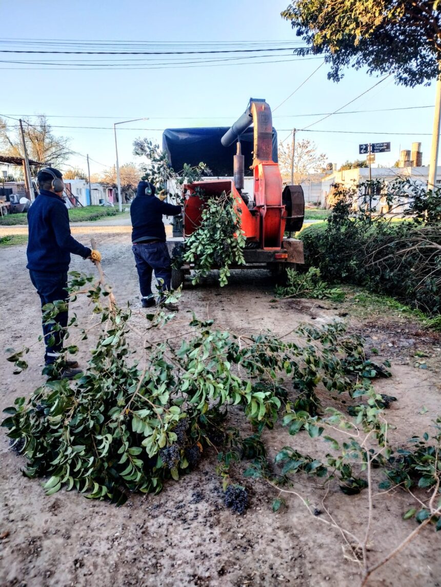 Cuadrillas municipales avanzan con trabajos de poda y desmalezado
